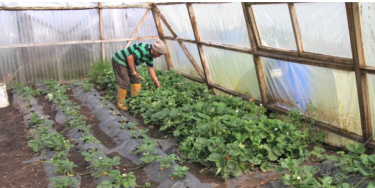 Captura de pantalla 2020-12-15 121241